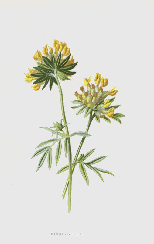 Nyre-Vetch (chromolitho) af Frederick Edward Hulme