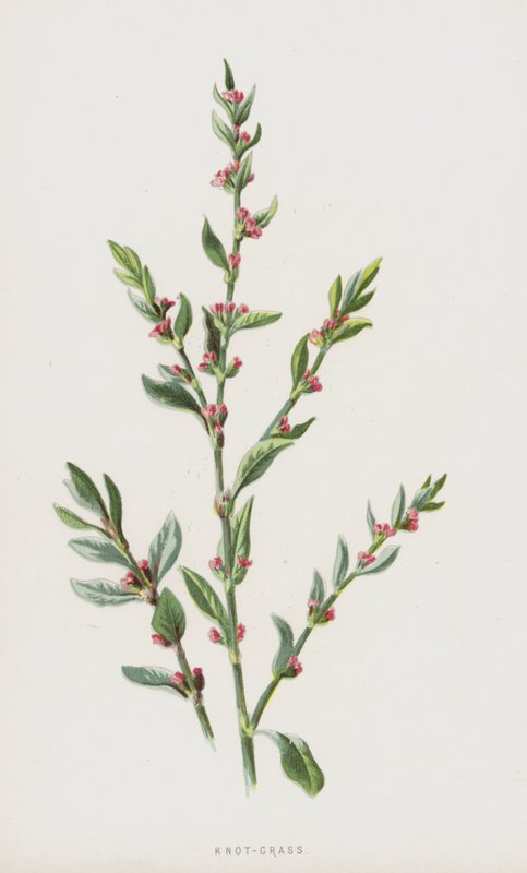 Knob-grass (chromolitho) af Frederick Edward Hulme