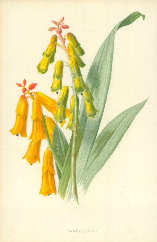 Lachenalia af Frederick Edward Hulme