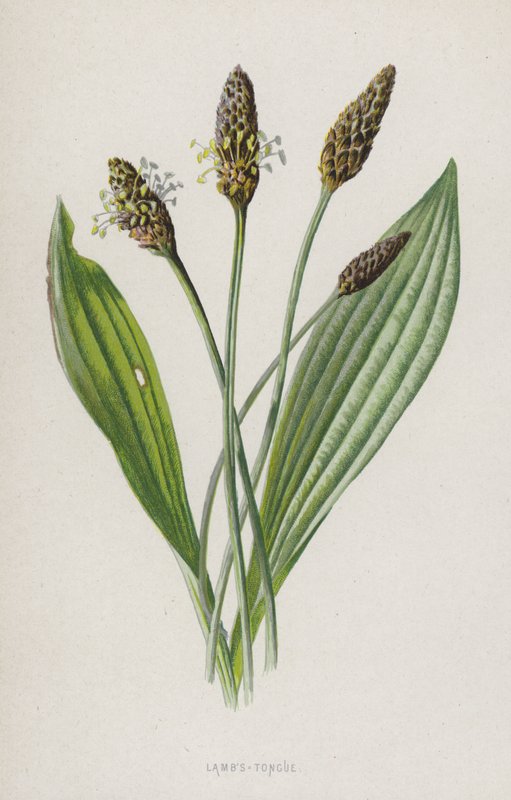 Lammetunge (chromolitho) af Frederick Edward Hulme