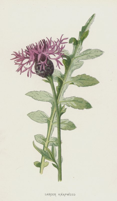 Større napweed (chromolitho) af Frederick Edward Hulme