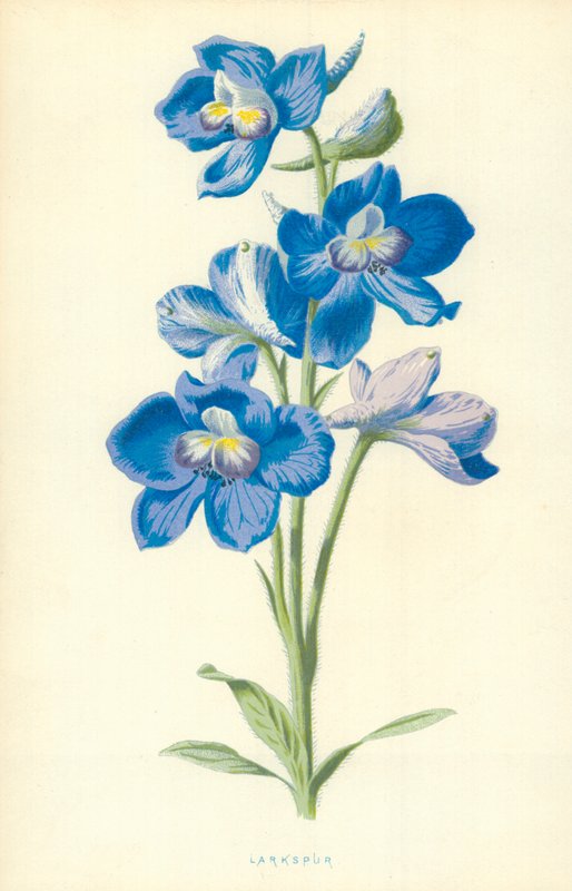 Lærkespore af Frederick Edward Hulme