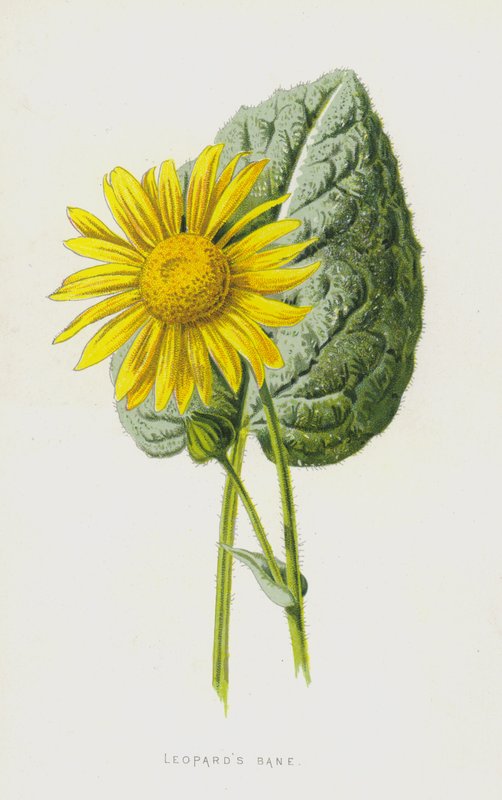 Leopards Bane (chromolitho) af Frederick Edward Hulme