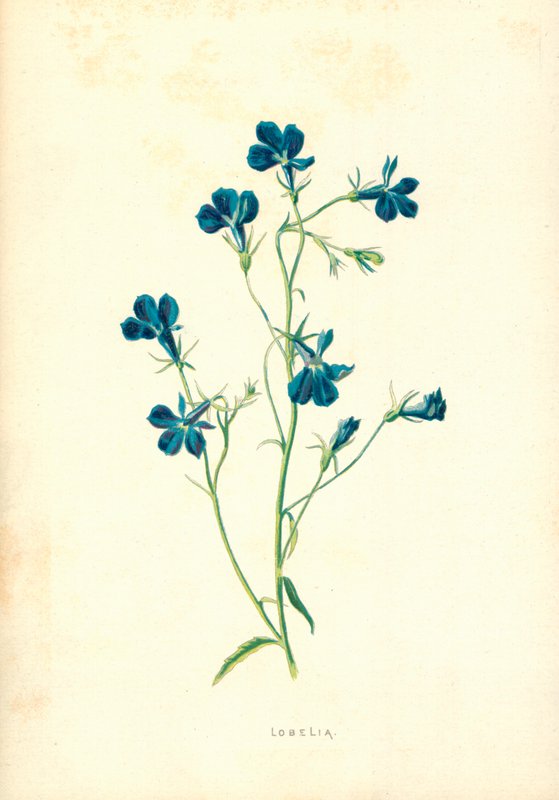 Lobelia af Frederick Edward Hulme