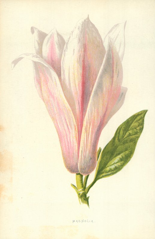 Magnolia af Frederick Edward Hulme