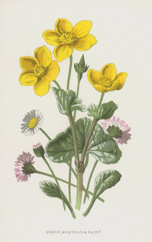 Marsh Marigold and Daisy (chromolitho) af Frederick Edward Hulme
