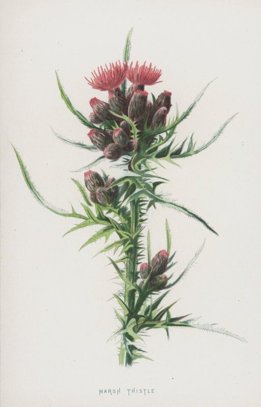 Marsh Thistle (chromolitho) af Frederick Edward Hulme