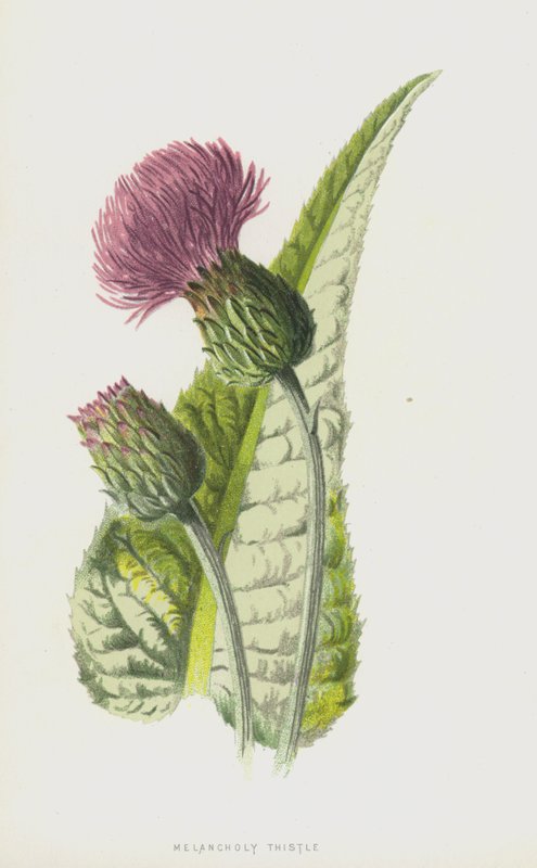 Melankolsk tidsel (chromolitho) af Frederick Edward Hulme