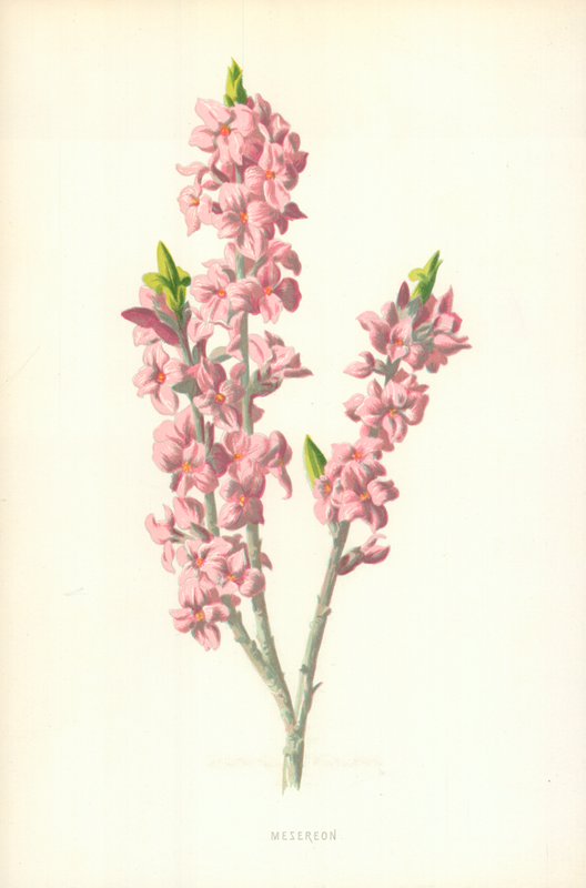 Mesereon af Frederick Edward Hulme