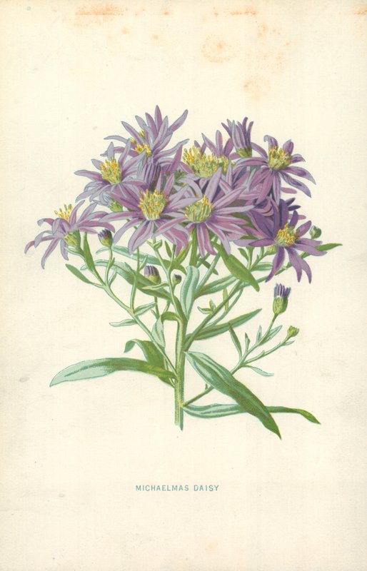 Michaelmas Daisy af Frederick Edward Hulme
