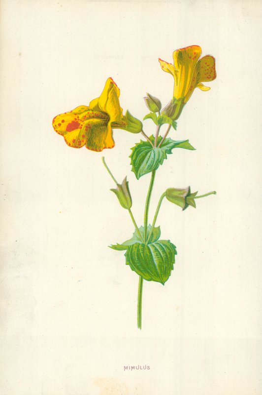 Mimulus af Frederick Edward Hulme