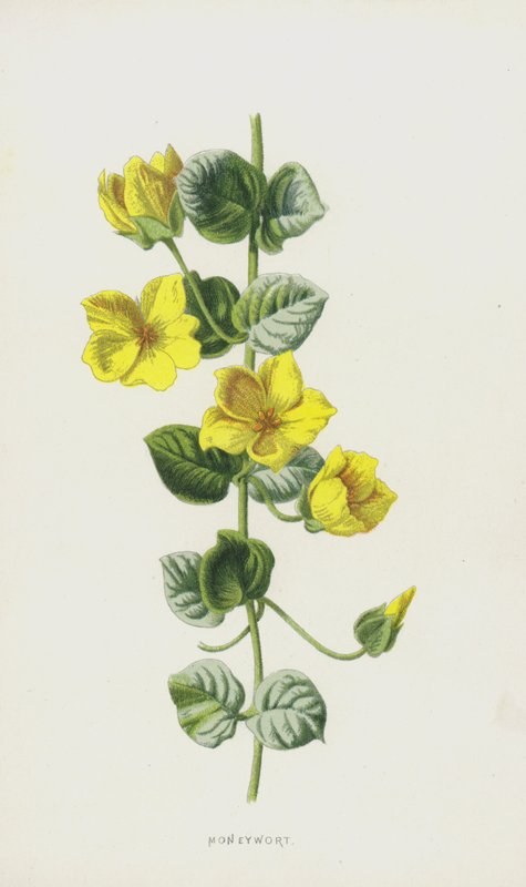 Moneywort (chromolitho) af Frederick Edward Hulme