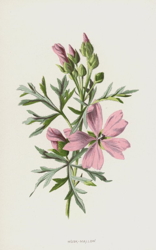 Moskus-mallow (chromolitho) af Frederick Edward Hulme
