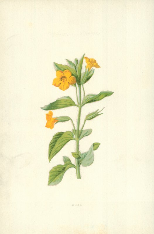 Musk af Frederick Edward Hulme
