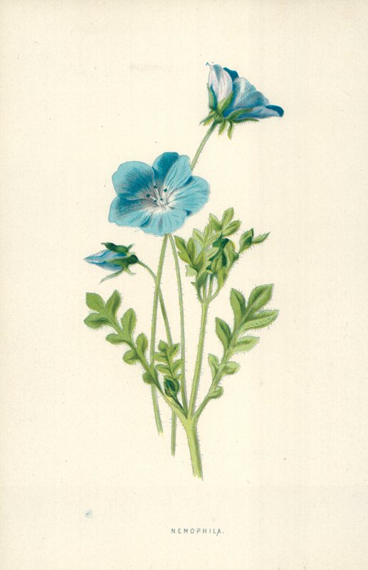 Nemophila af Frederick Edward Hulme