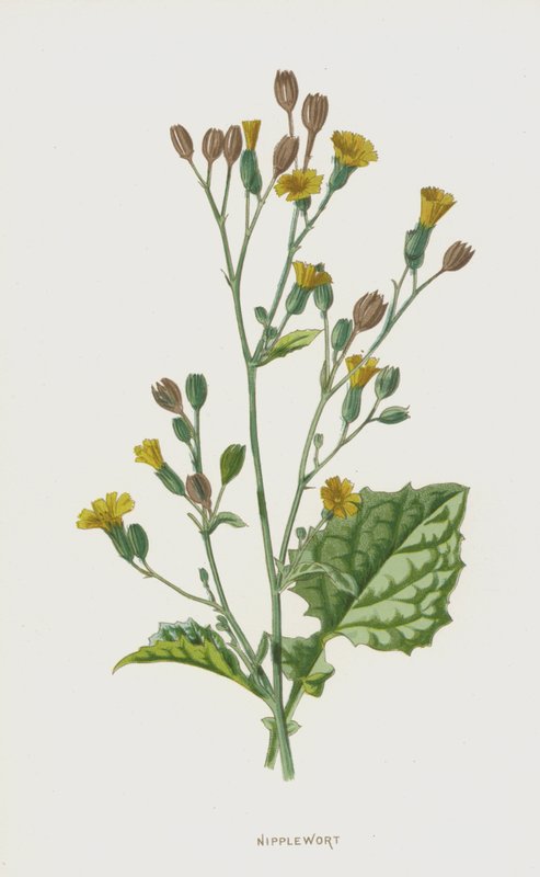 Nipplewort (chromolitho) af Frederick Edward Hulme