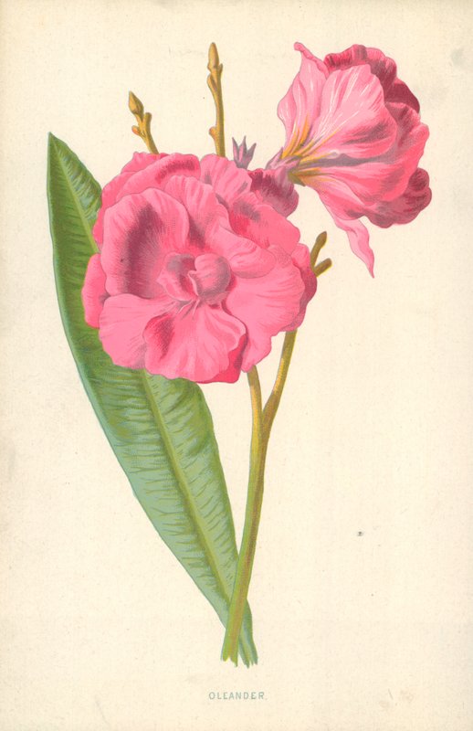 Oleander af Frederick Edward Hulme