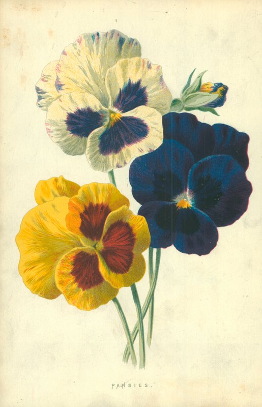Stedmoderblomster af Frederick Edward Hulme