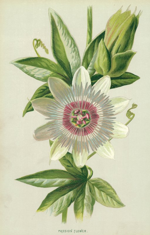 Passionsblomst af Frederick Edward Hulme