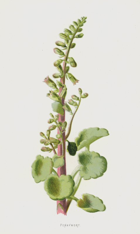 Pennywort (chromolitho) af Frederick Edward Hulme