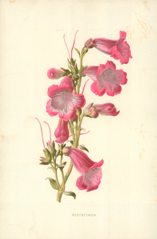 Pentstemon af Frederick Edward Hulme
