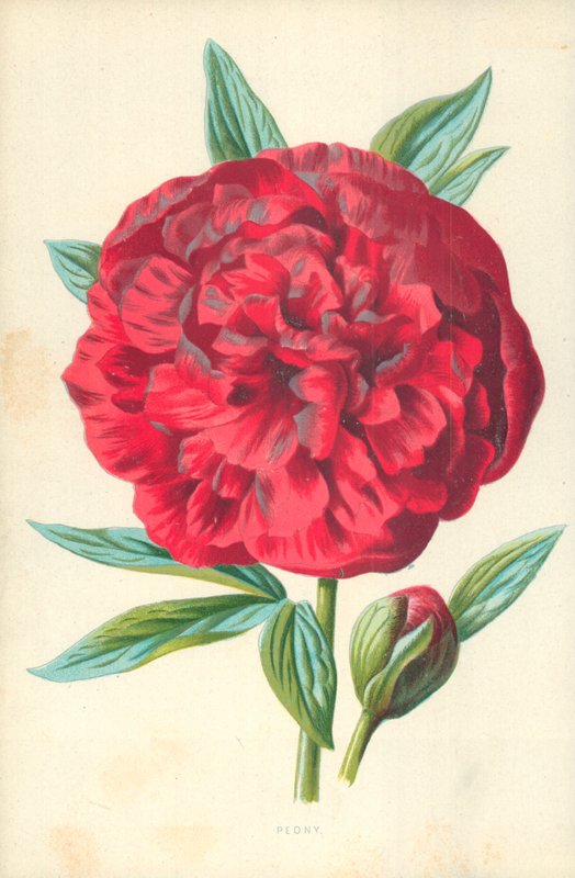 Pæon af Frederick Edward Hulme