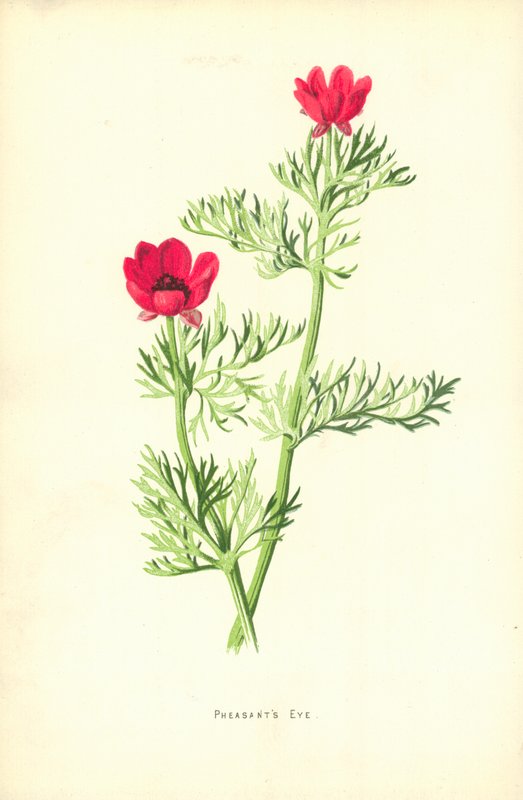 Fasanøje af Frederick Edward Hulme