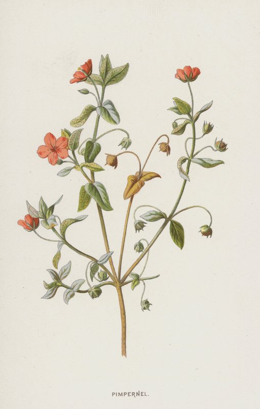Pimpernel (chromolitho) af Frederick Edward Hulme