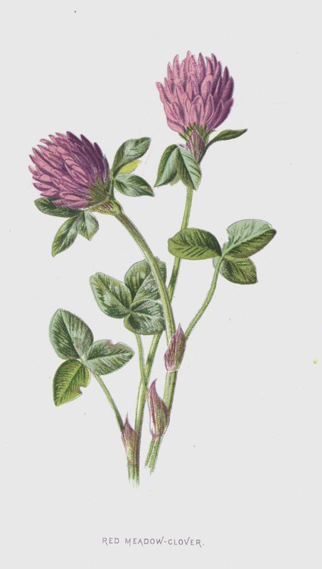 Rød Eng-kløver (chromolitho) af Frederick Edward Hulme