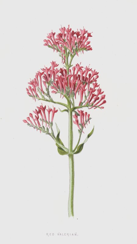 Rød baldrian (chromolitho) af Frederick Edward Hulme