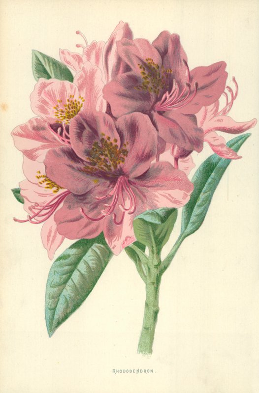 Rhododendron af Frederick Edward Hulme