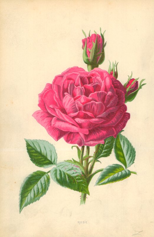 Rose af Frederick Edward Hulme