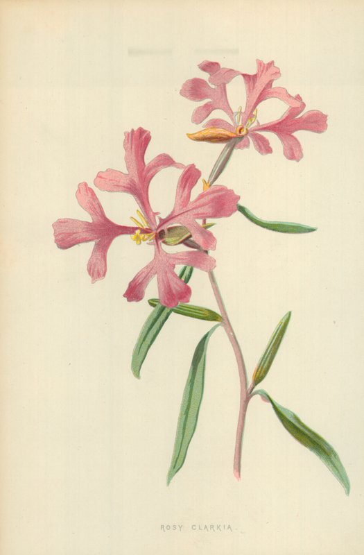Rosenrød Clarkia af Frederick Edward Hulme