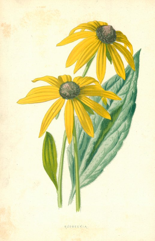 Rudbeckia af Frederick Edward Hulme