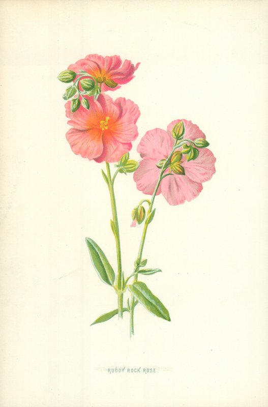 Ruddy Rock Rose af Frederick Edward Hulme