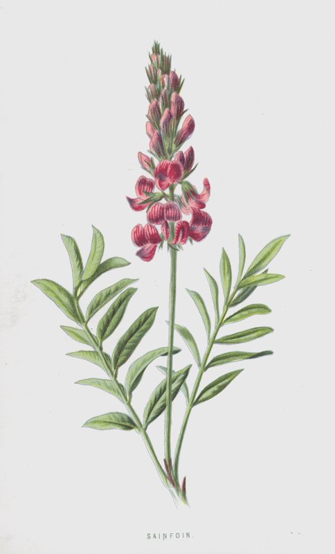 Sainfoin (chromolitho) af Frederick Edward Hulme