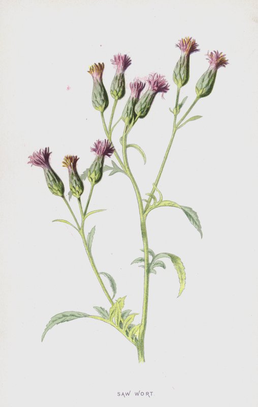 Savurt (chromolitho) af Frederick Edward Hulme