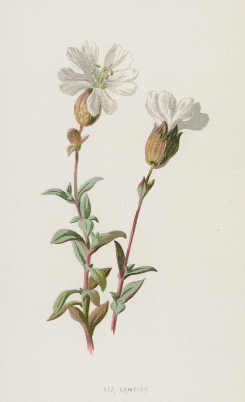 Sea Campion (chromolitho) af Frederick Edward Hulme
