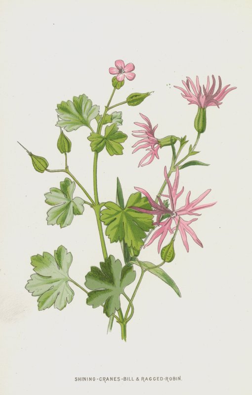 Shining-Cranes-Bill og Ragged-Robin (chromolitho) af Frederick Edward Hulme