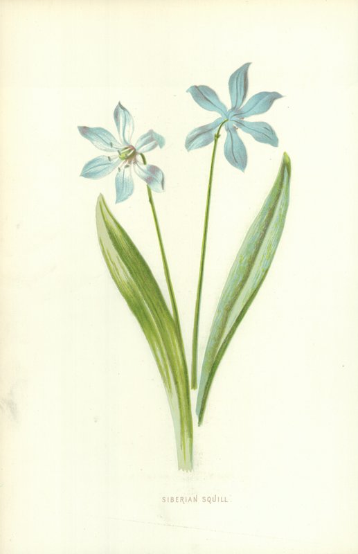 Sibirisk Squill af Frederick Edward Hulme