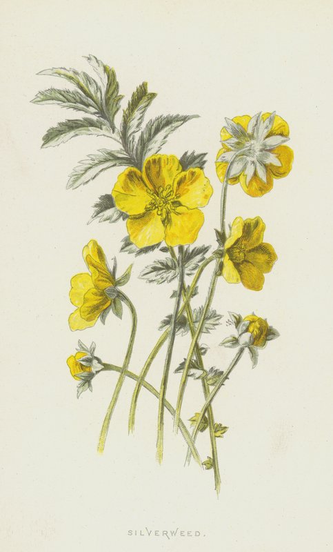 Silverweed (chromolitho) af Frederick Edward Hulme