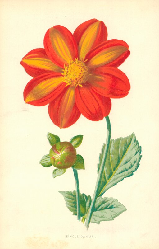 Single Dahlia af Frederick Edward Hulme