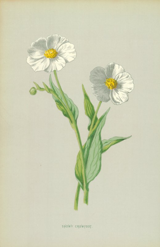 Snedækket kragefod af Frederick Edward Hulme