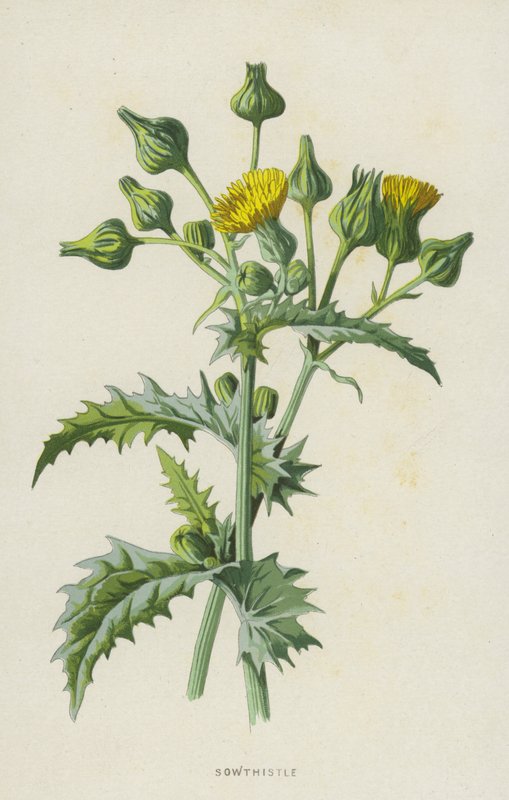 Sothistle (chromolitho) af Frederick Edward Hulme