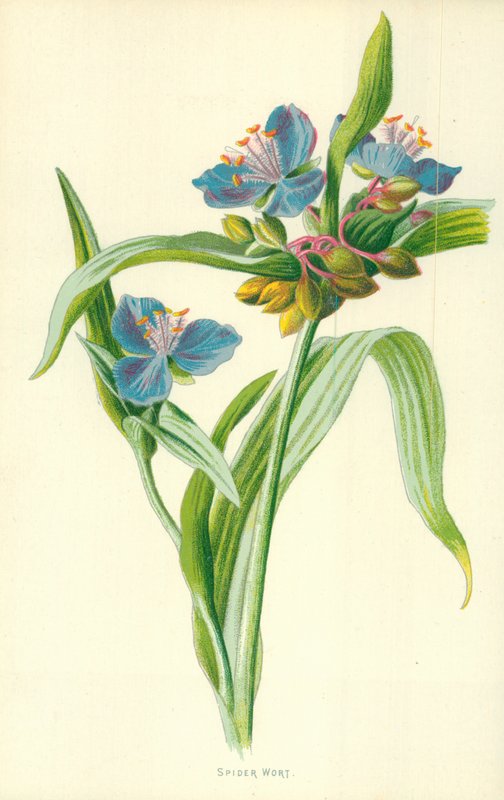 Spiderwort af Frederick Edward Hulme