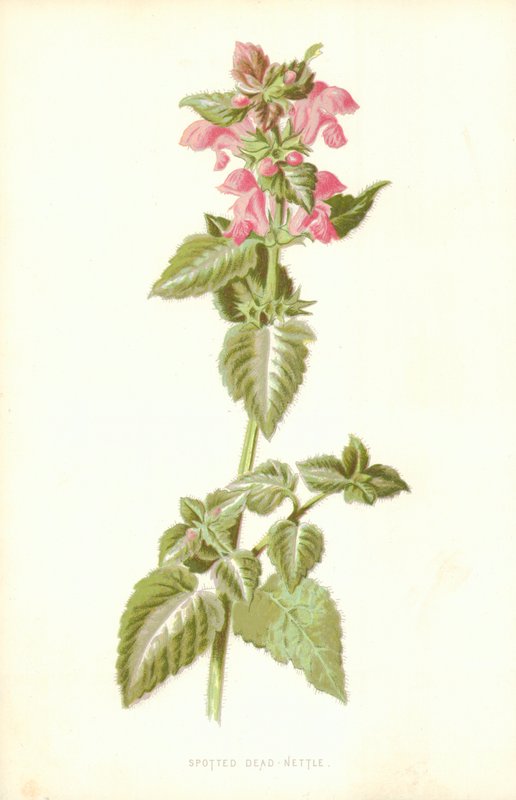 Plettet Død Nælde af Frederick Edward Hulme