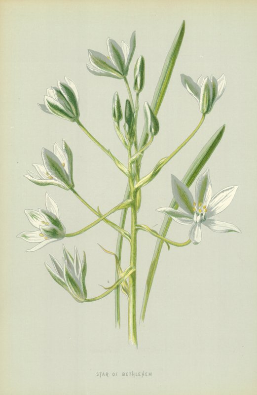 Bethlehems stjerne af Frederick Edward Hulme