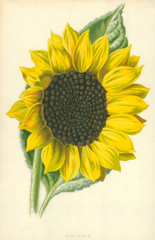 Solsikke af Frederick Edward Hulme