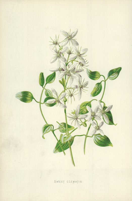 Sød Clematis af Frederick Edward Hulme