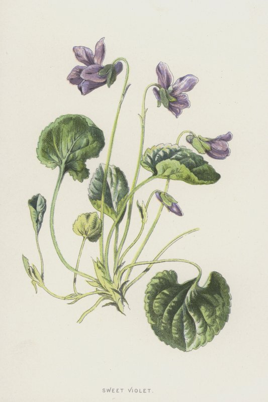 Sød Violet (chromolitho) af Frederick Edward Hulme